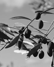 Le Marké, Organic Olive Oil
